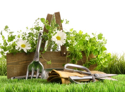 Environmental benefits of tree maintenance in Pimlico