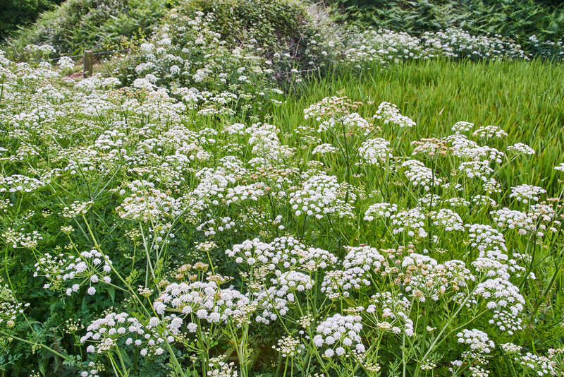 Blend Privacy and Style by Choosing Tall-Potted Plants for Your Outdoor Space